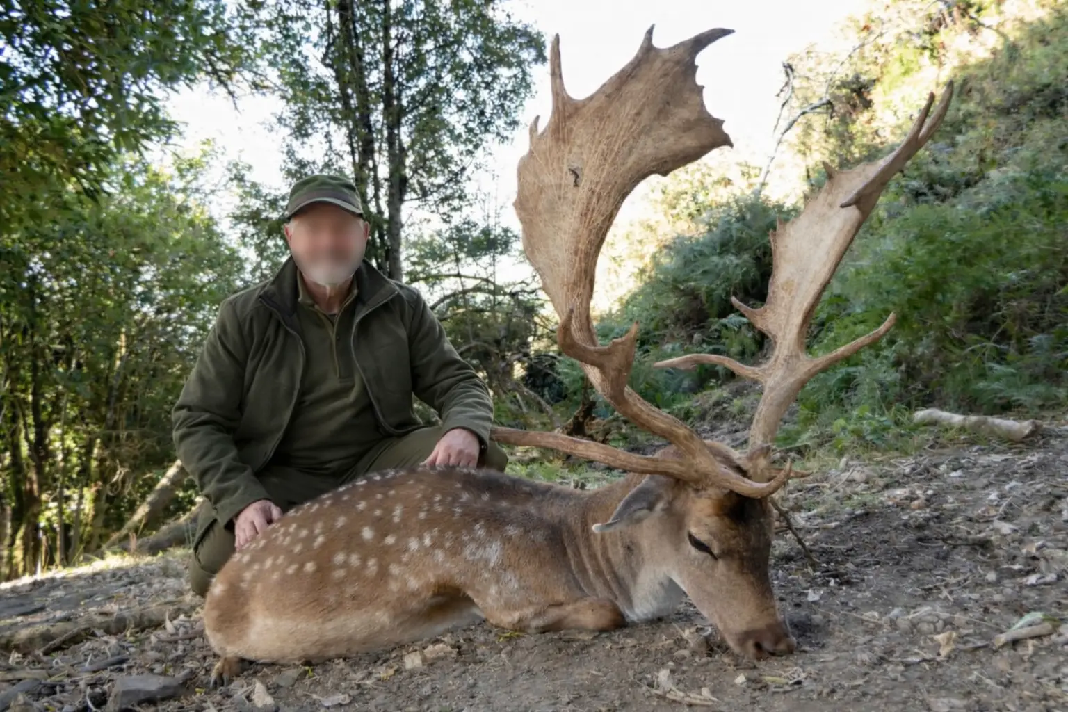 fallow deer trophy