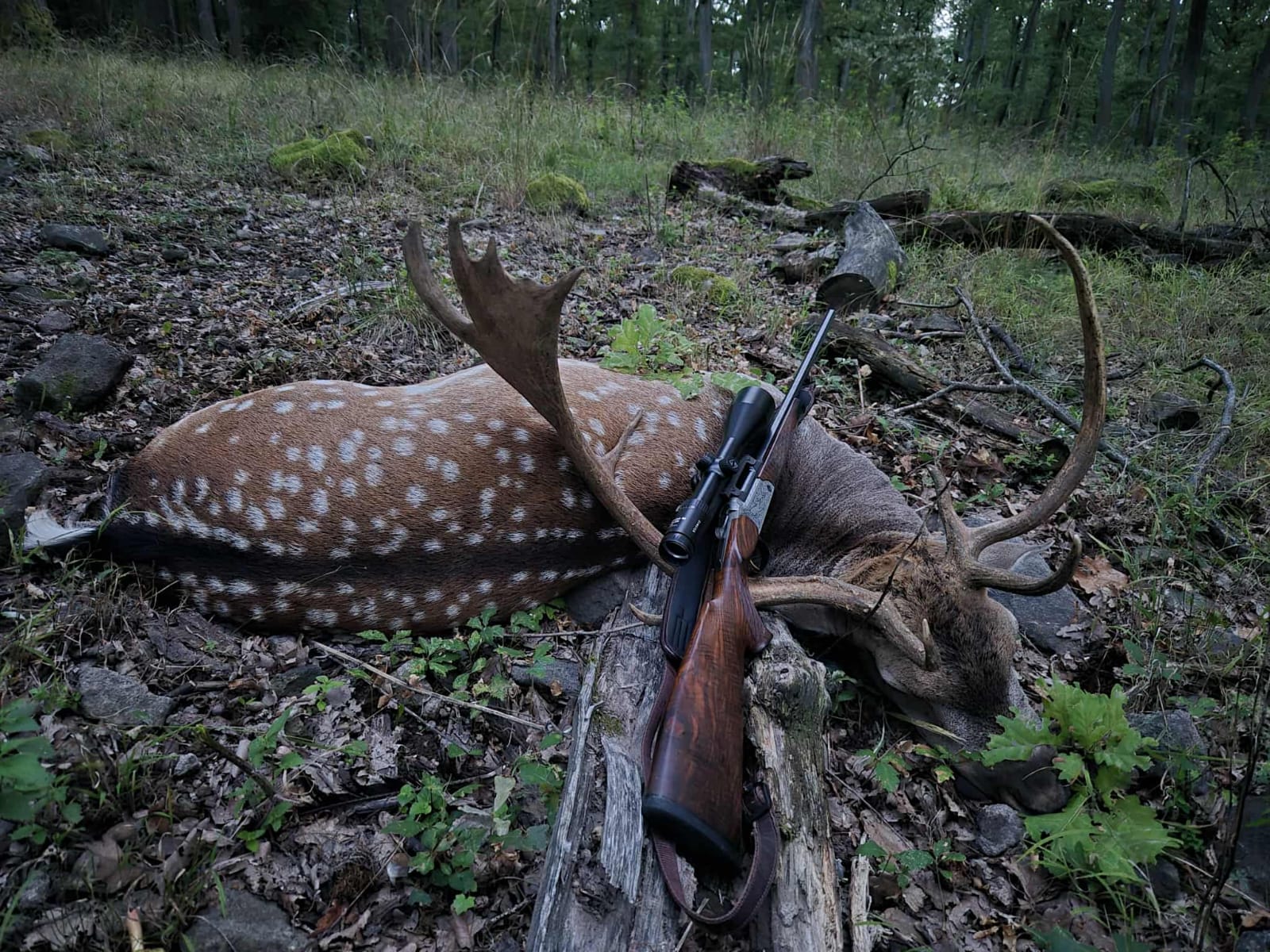 fallow deer trophy